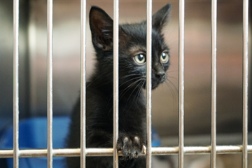 kitten at adoption center