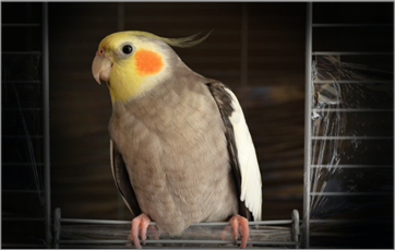bird sitting on door to cage