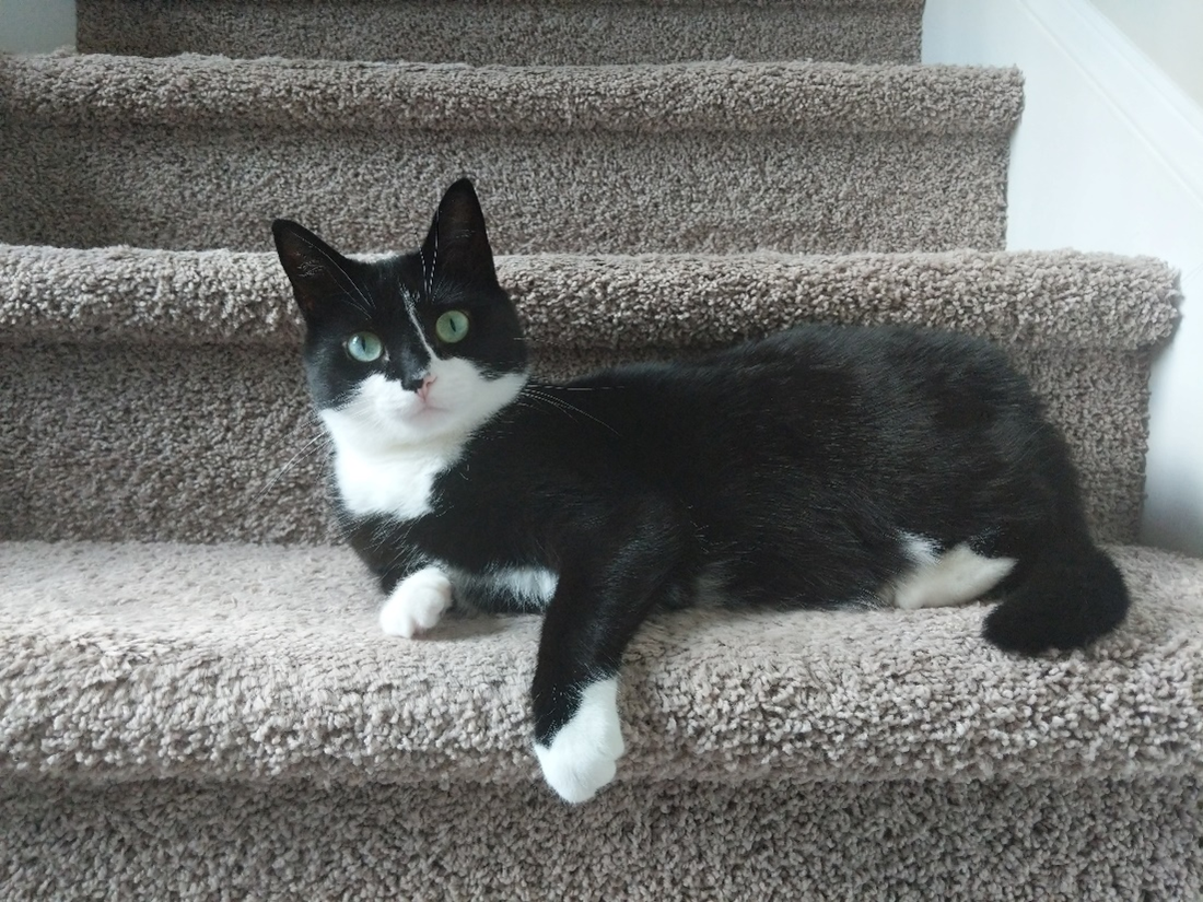 tuxedo cat laying on stairs