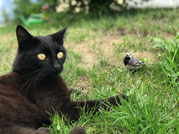 cat laying next to bird outside