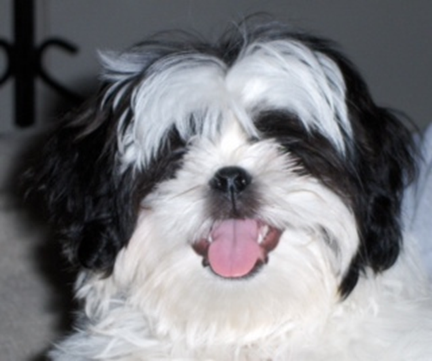 small dog with a happy panting face