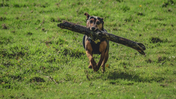 large dog running with tree branch