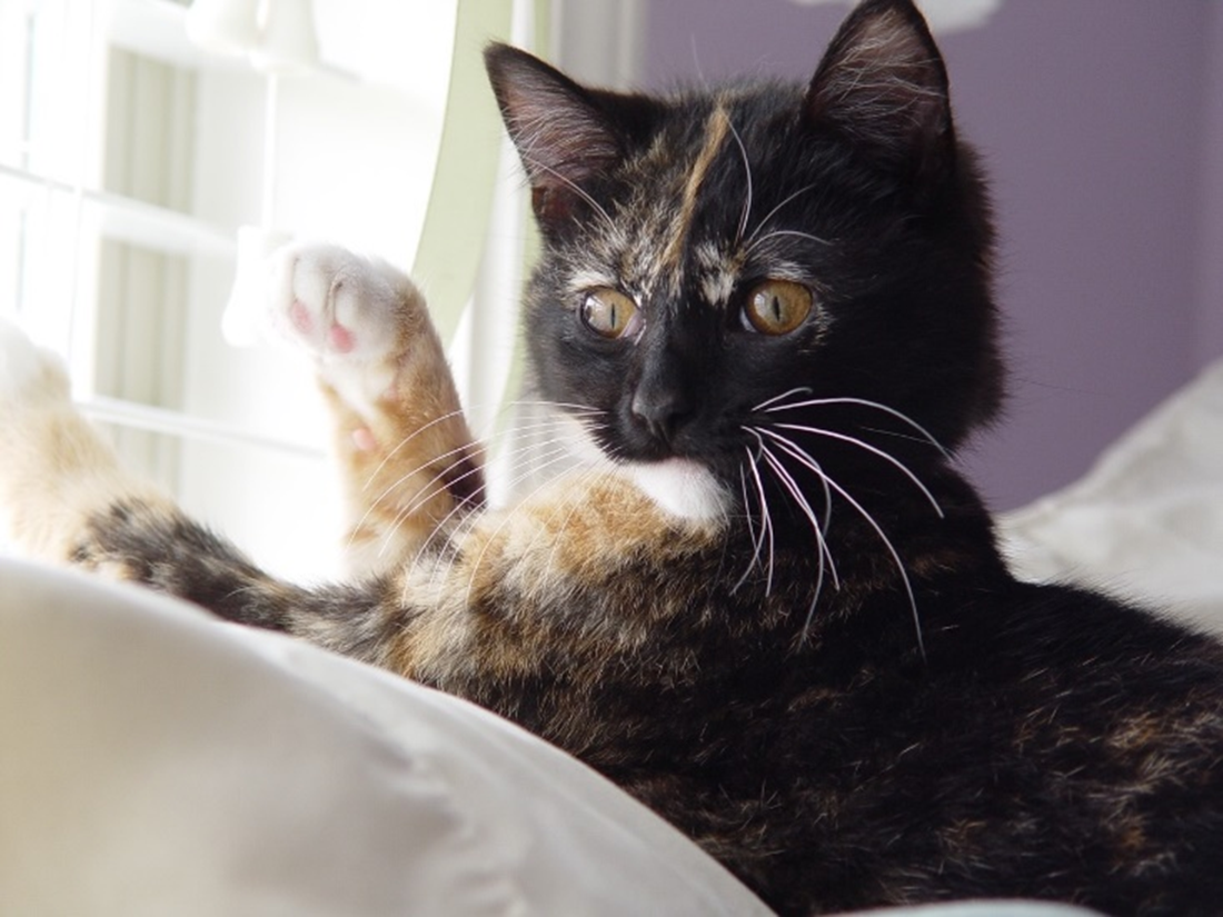 young calico kitten laying down with paw raised