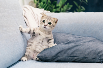 shocked kitten on pillow