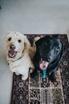 Two happy dogs sitting